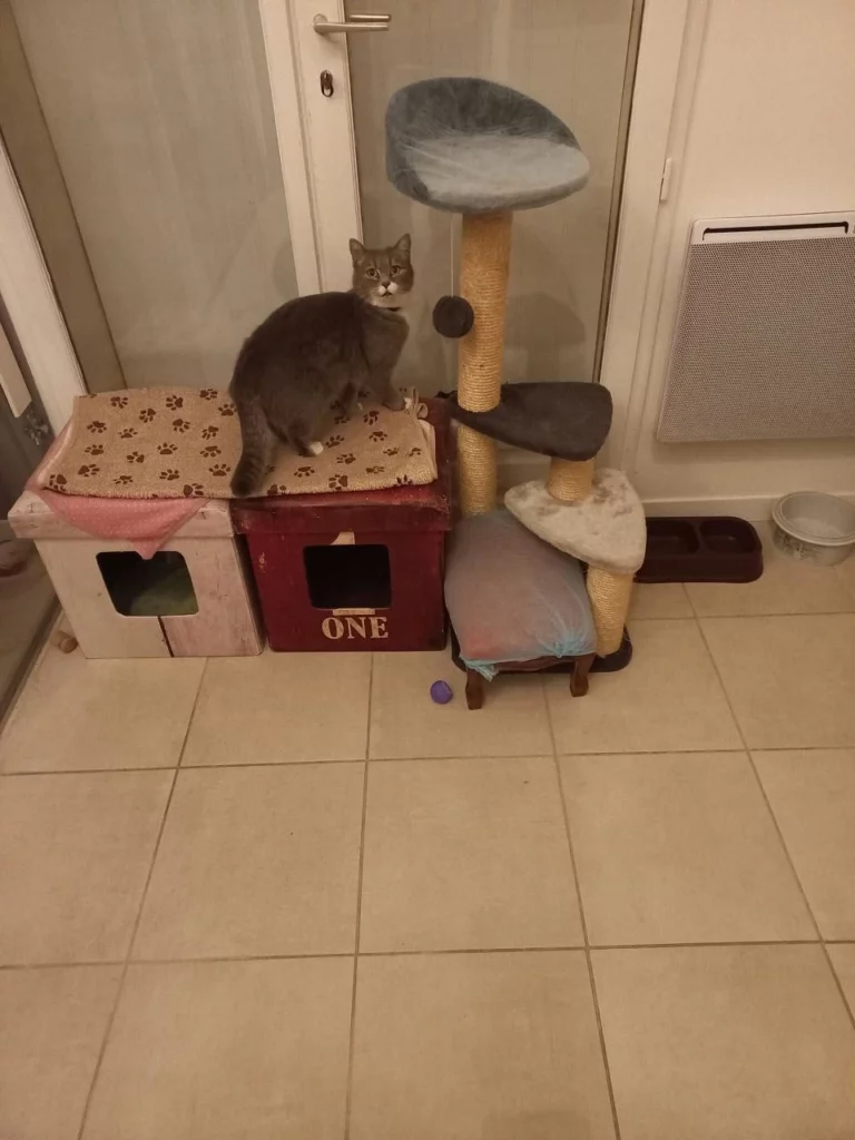 La felinette chat Angouleme 2